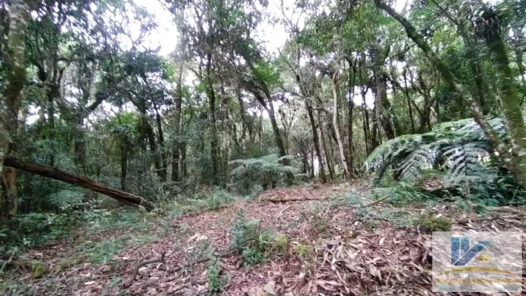 Imagem Terreno para Venda em São José dos Pinhais, Inhoaiva