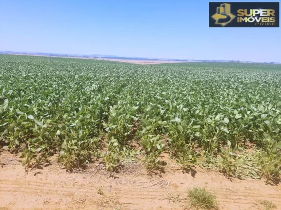 Imagem Fazenda de Excelência no RS 2.100 hectares Cachoeira do Sul