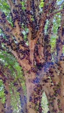 Imagem CH0359 - Chacara a venda em Bofete - aceito permuta Botucatu