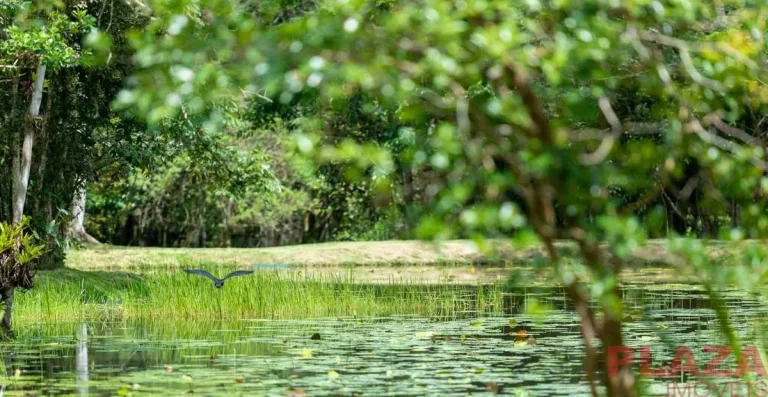 Imagem Lote | Condomínio | Fechado | Gralha Azul