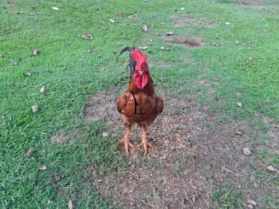Imagem Chácara à venda em Campinas, Recanto dos Dourados, com 3 quartos, 800m2