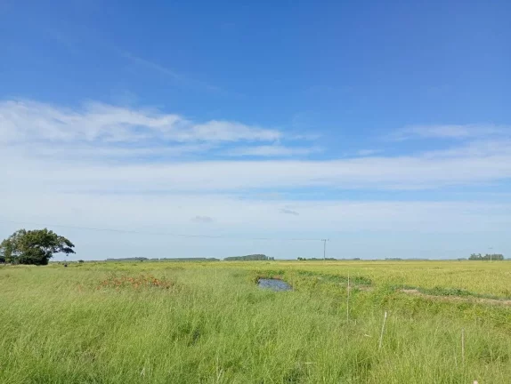 Imagem Fazenda à Venda – 173 Hectares – Arambaré/RS