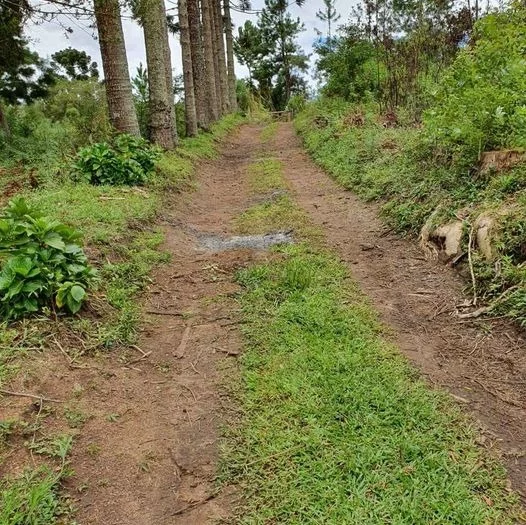 Imagem CHACARA RESIDENCIAL em TIJUCAS DO SUL - PR, Tijucas do Sul