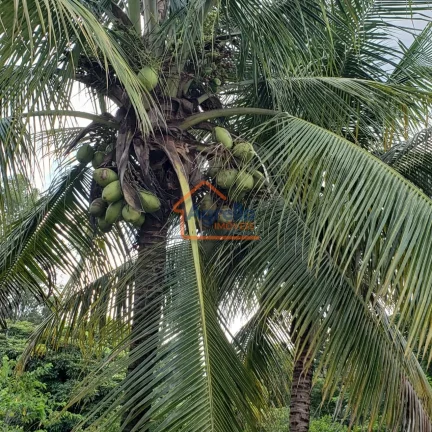 Imagem Chácara à venda no bairro Mirante - Mogi Mirim/SP