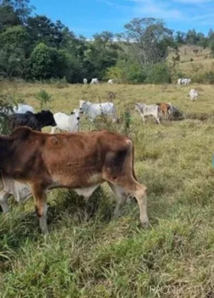 Imagem Fazenda à Venda, 8.373.200 m² em Zona Rural - Jacutinga