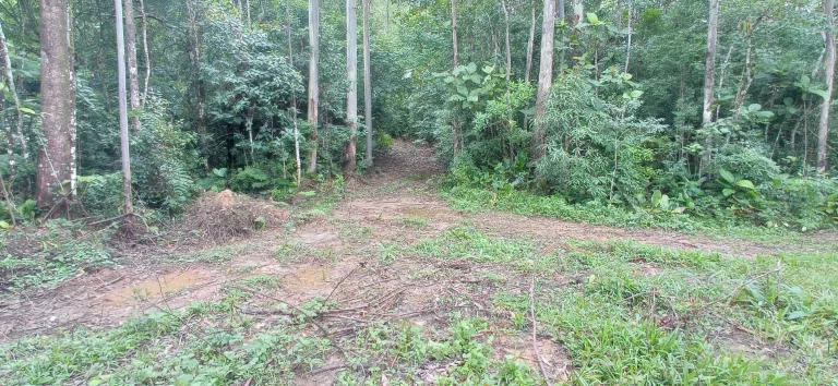 Imagem Área rural à venda em Santa Rosa de Lima/SC