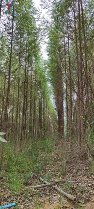 Imagem Fazenda a venda em São Miguel Arcanjo SP