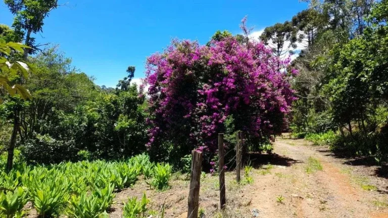 Imagem Fazenda à venda em Barbacena, Correia de Almeida, com 4 quartos, 53ha