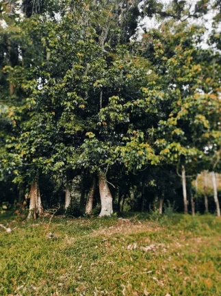 Imagem Lindo Sitio em Santa Catarina - Ascurra