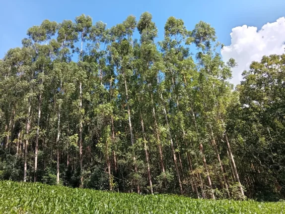 Imagem Venda de Área Rural Reflorestada em União do Oeste - Santa Catarina