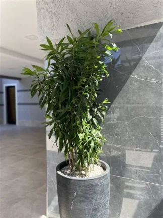 Imagem CASA COM 49.3 m² - MARACANÃ - PRAIA GRANDE SP