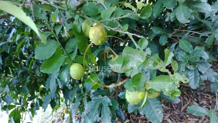 Imagem Chácara 2 dormitórios ( 1 suíte), com pomar e acesso a represa, Jambeiro.