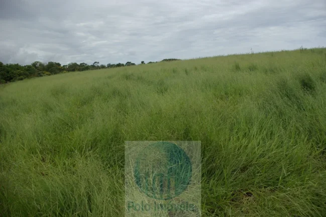Imagem Fazenda em Cajuru 72 alqueires com soja, gado, braquiária e estrutura, 75 km de Ribeirão Preto - SP