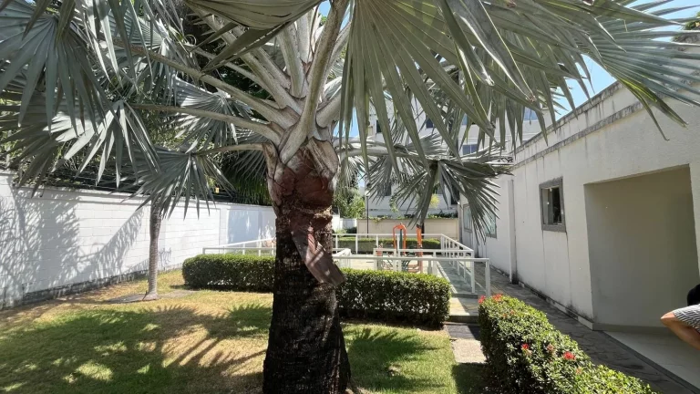 Imagem APARTAMENTO RESIDENCIAL em SÃO LUÍS - MA, DUNAS DO LITORAL