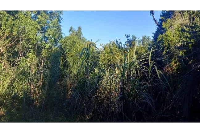 Imagem AHDACB 1301 612531061-12 - Fazenda à venda no bairro Aparecida - Alvorada/RS
