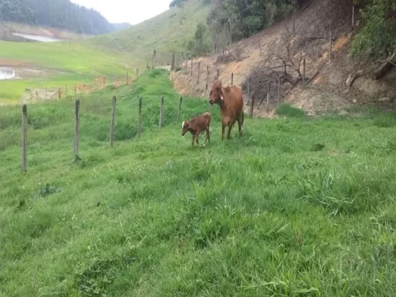 Imagem SÍTIO DE 21 HECTARES, COM CASA SEDE E DE CASEIRO. BOM SUCESSO - SÃO JOSÉ DOS CAMPOS/SP