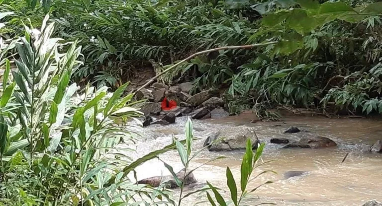 Imagem Sítio à venda, Roseiral, Piedade, SP