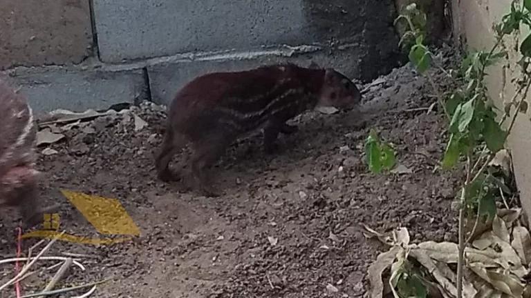 Imagem Vendo Sítio em Sapucaia com 190 Mil Mts²