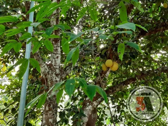 Imagem Sitio Estrada Belmont - 20.43 hectares