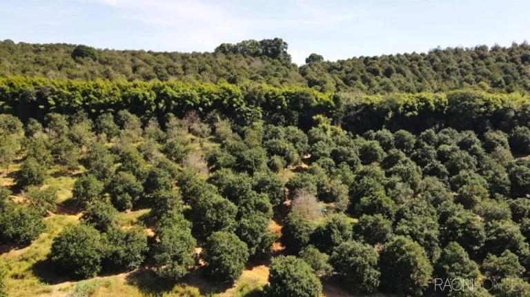 Imagem Fazenda à Venda, 6.220.000 m² em Zona Rural - São Sebastião Da Grama