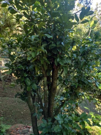 Imagem Fazenda / Sítio / Chácara à venda, 158m² em Santo Amaro da Imperatriz