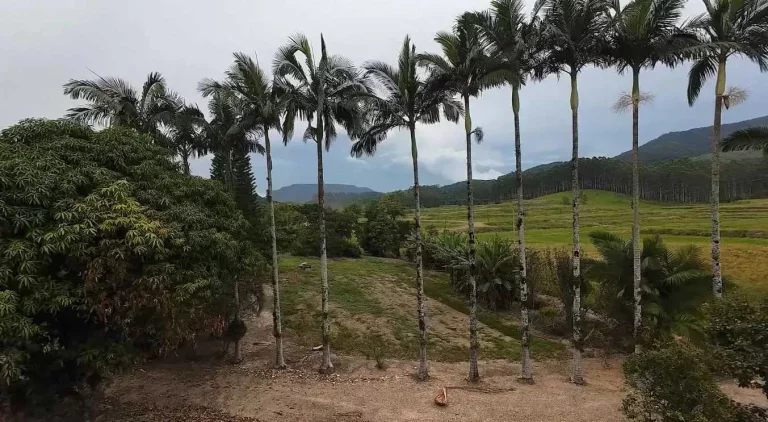 Imagem Sítio com 24.017,00m² com casa construída com 4 dormitórios 3 vagas em Ascurra/SC