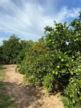 Imagem Fazenda - Patrocínio Paulista - Patrocínio Paulista