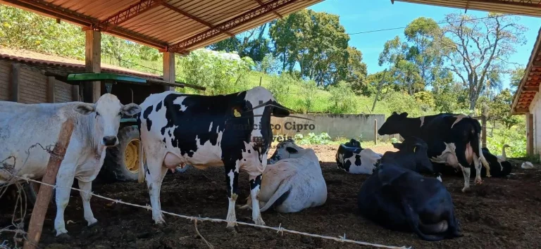 Imagem Fazenda à venda no bairro Campos Novos - Cunha/SP