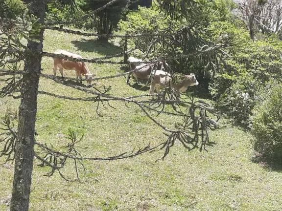 Imagem Área à venda (65,53ha) - Águas Mornas/SC
