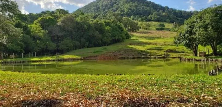 Imagem Sítio a venda na Castello Branco Km 188