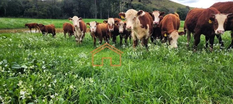 Imagem FAZENDA RURAL em CERRO NEGRO - SC, Interior