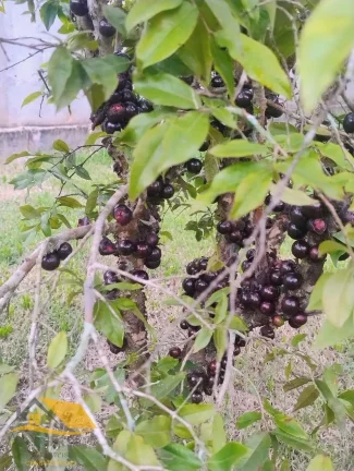 Imagem VENDO MINI CHÁCARA NO ALTO DO SCHUENCK COM 1000 MTS²