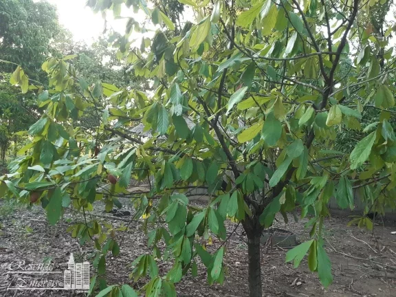 Imagem TERRENO A VENDA NO CENTRO