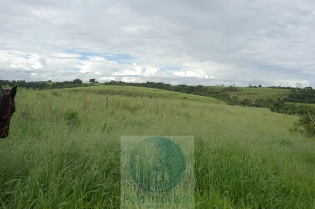 Imagem Fazenda em Cajuru 72 alqueires com soja, gado, braquiária e estrutura, 75 km de Ribeirão Preto - SP