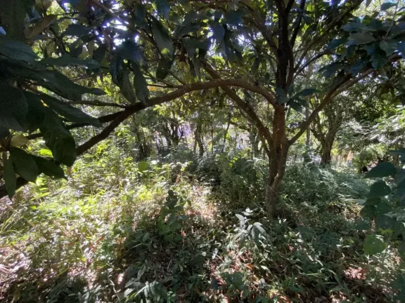 Imagem Terreno com 990 m2 no Bairro Boa Morte – Ideal para investimento ou grandes projetos
