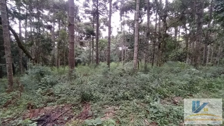 Imagem Terreno para Venda em São José dos Pinhais, Inhoaiva