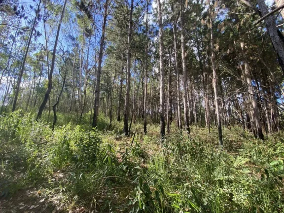 Imagem Terreno à Venda com 97.585,16 m2 na Colônia Rodrigo Silva