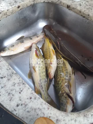 Imagem Chácara à venda 525M², Zona Rural, Ibiporã - PR