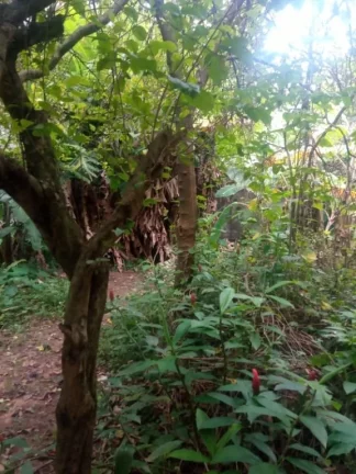 Imagem Terreno para alugar, 350 m² por R$ 2.000,00/mês - Vila do Americano - Ferraz de Vasconcelos/SP