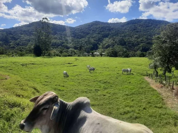 Imagem Terreno à Venda, 36.846 m2, com Viabilidade para Loteamento. Sul do Rio, Santo Amaro da Imperatriz, SC