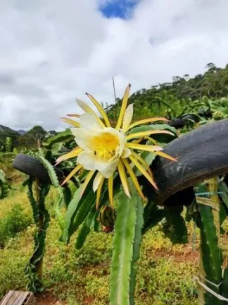 Imagem VENDO ESTE LINDO SITIO EM NOVA FRIBURGO.