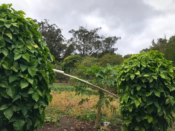 Imagem Terreno à venda, 1930 m² por R$ 1.100.000,00 - Caxangá - Suzano/SP