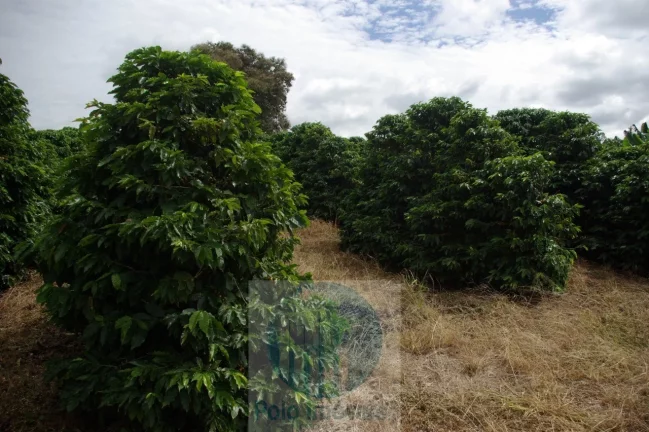 Imagem Sítio 5 alqueires para café, sem geada Café plantado, casa, energia e água.