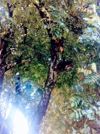 Imagem Chácara a venda no bairro Jardim Gramado - 2000m²