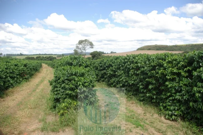 Imagem Fazenda com 140.000 pés de café produzindo, a 20 km de Jacuí Minas Gerais, casa de caseiro, energia e água.