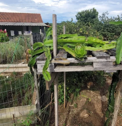 Imagem SITIO RURAL em MONTE MOR - SP, centro