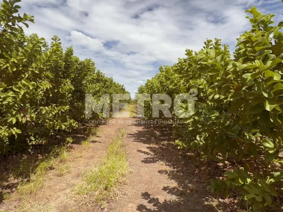 Imagem Lote de 15 hectares, escriturado e quitado na CODEVASF, PETROLINA - PE