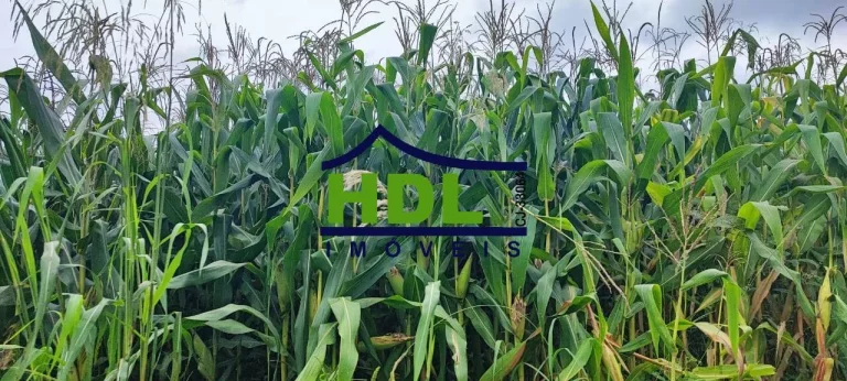 Imagem Fazenda de 23 alqs com estrutura para leite.