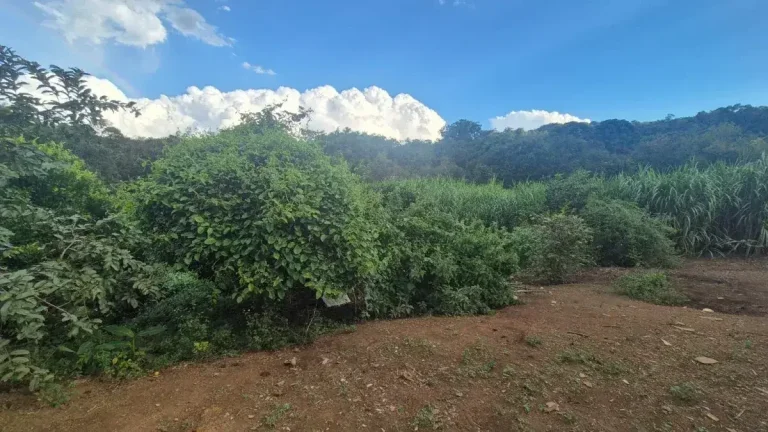 Imagem Sítio Encantador com Pomar, Solo Fértil e Construção Rústica em Antônio Carlo