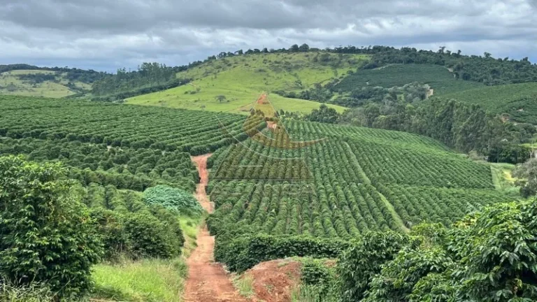 Fazenda - Oliveira - Zona Rural